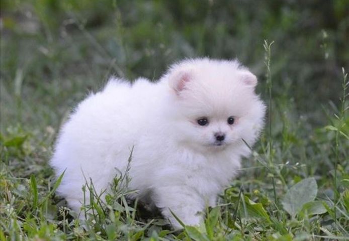 Pomeranian-Welpen