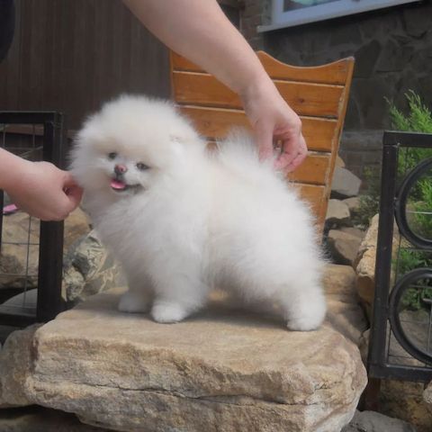Unsere beiden süßen Pomeranian-Welpen