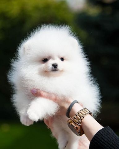 Spitz-Pomeranian-Welpen