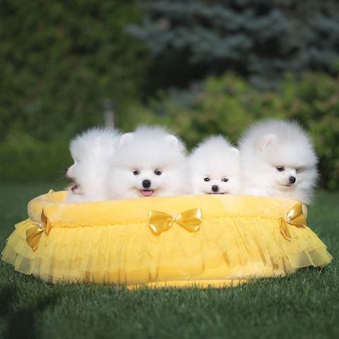 Spitz-Pomeranian-Welpen