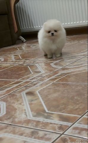 Pomeranian-Welpen