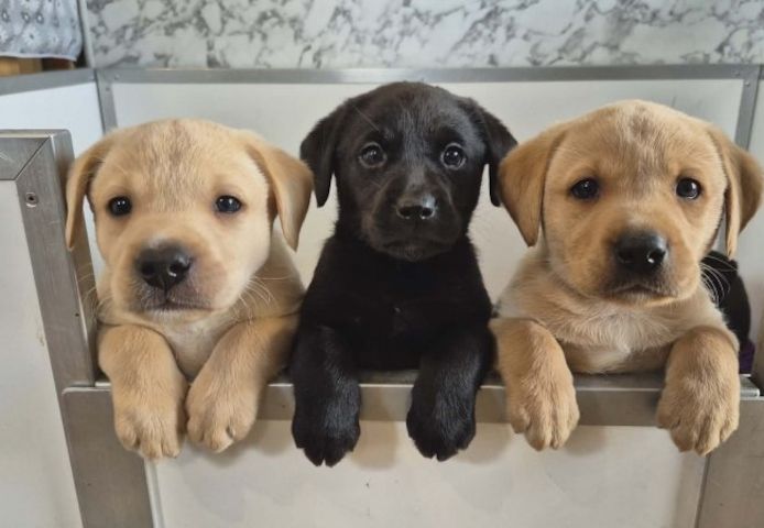 Labradorwelpen zu verkaufen