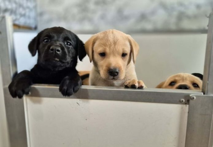 Labradorwelpen zu verkaufen