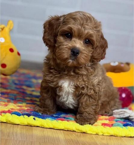 Wunderschöne Maltipoos abzugeben