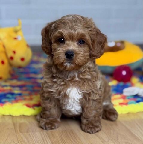 Wunderschöne Maltipoos abzugeben