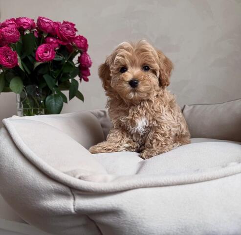 Maltipoo-Welpen abzugeben