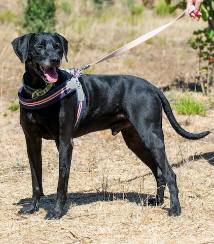 Amadeo - ein guter Kerl