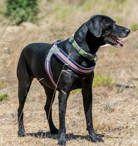 Amadeo - ein guter Kerl