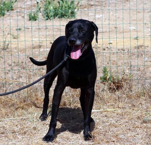 Amadeo - ein guter Kerl