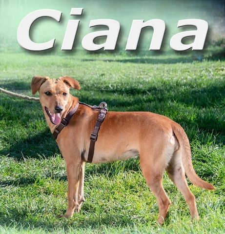 Ciana - eine sanfte Nachzüglerin