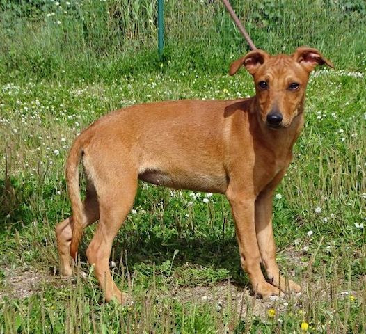 Ciana - eine sanfte Nachzüglerin