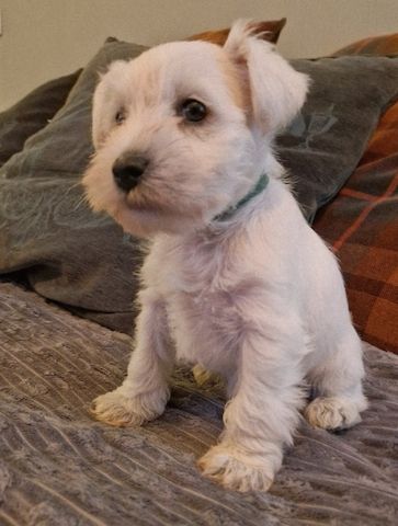 Zwergschnauzerwelpen zu verkaufen