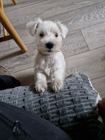 Zwergschnauzerwelpen zu verkaufen