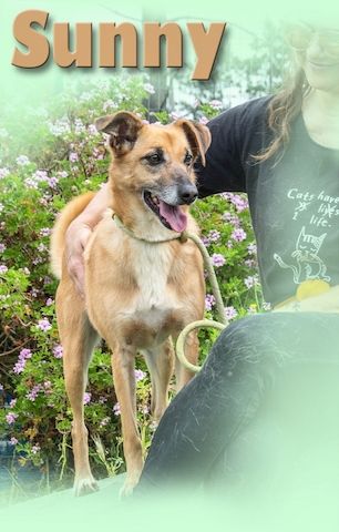 Sunny - eine selbstbewusste Dame