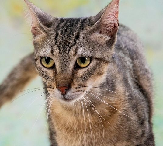 Manel - jung und verspielt