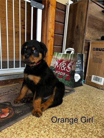 Reinrassige Rottweilerwelpen abzugeben