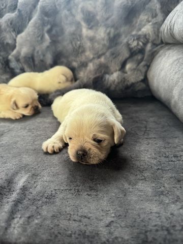 Reinrassige Mops-Welpen