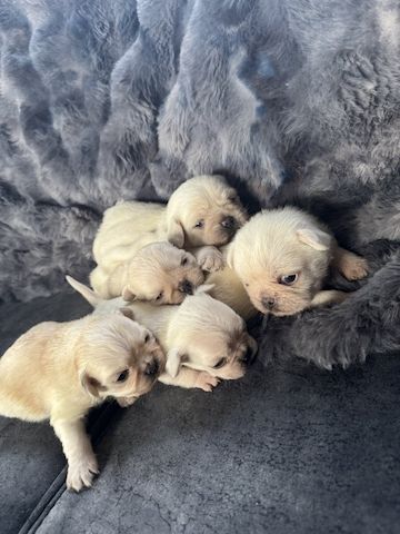 Reinrassige Mops-Welpen