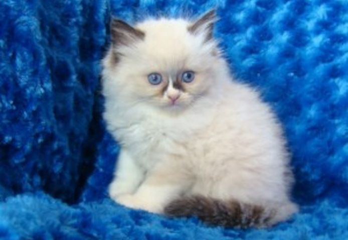 Ragdoll-Kitten aus liebevoller Hausaufzucht