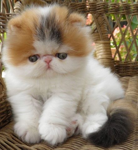 Süße Perserkätzchen suchen ein neues Zuhause