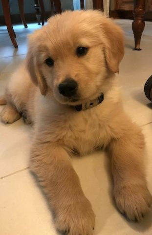 Golden-Retriever-Welpen – Rüden & Hündinnen