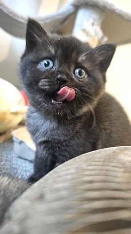 Britisch Kurzhaar Katze Kitten