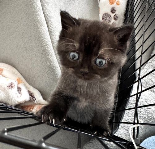 Britisch Kurzhaar Katze Kitten