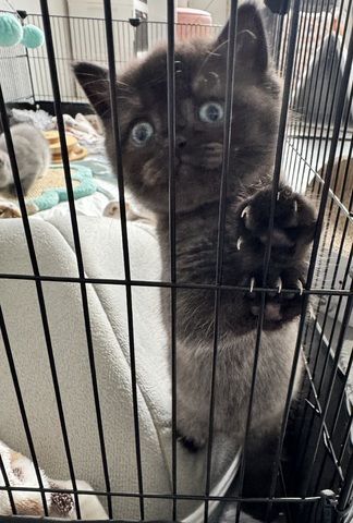 Britisch Kurzhaar Katze Kitten