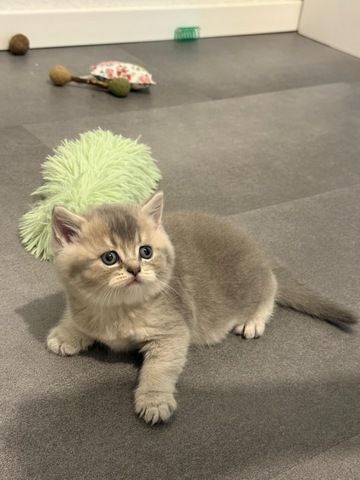 Britisch Kurzhaar Katze Kitten