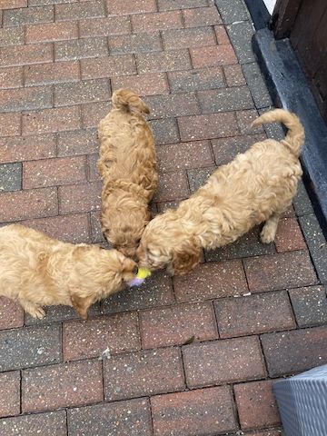 Cavapoo-Welpen zu verkaufen