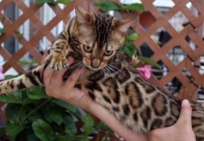 Reinrassige Bengal-Kätzchen (Rüde und Katze) abzugeben