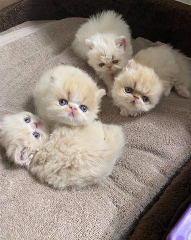 Süße Perserkätzchen suchen ein neues Zuhause