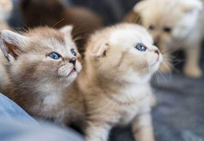 Perserkätzchen suchen ein neues Zuhause