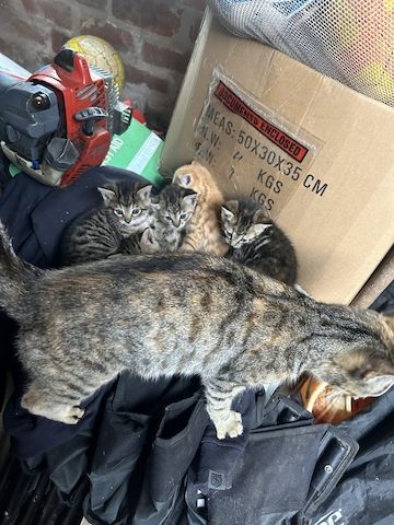 Britisch Kurzhaar Hauskatzen