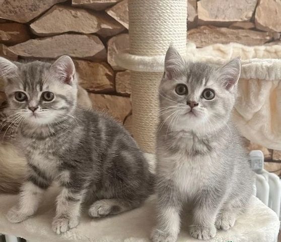 Britisch Kurzhaar – die perfekte Ergänzung für jede Familie