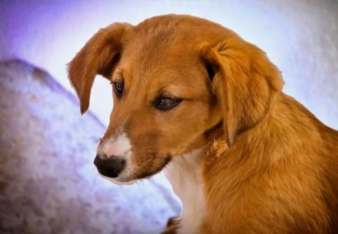 Max - fröhlich und verspielt