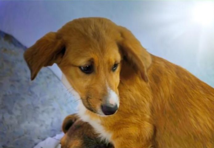 Max - fröhlich und verspielt