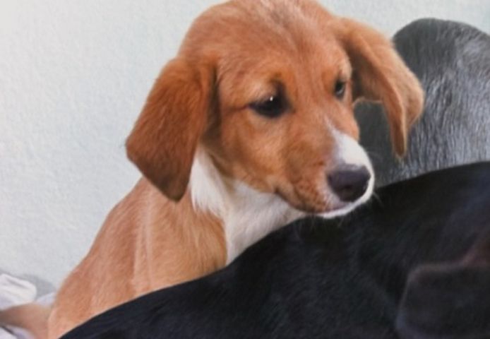 Max - fröhlich und verspielt