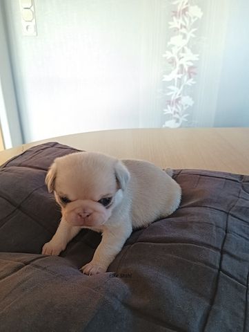 Altdeutsche Mopswelpen, frei atmend, mit Stammbaum