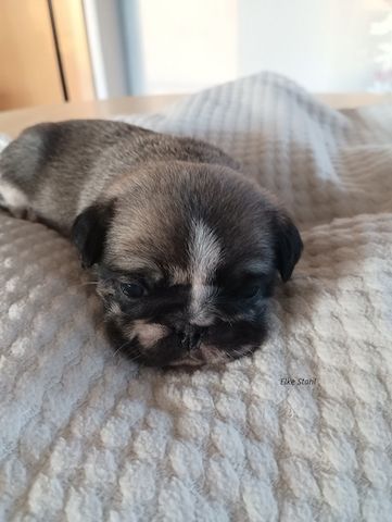 Altdeutsche Mopswelpen, frei atmend, mit Stammbaum