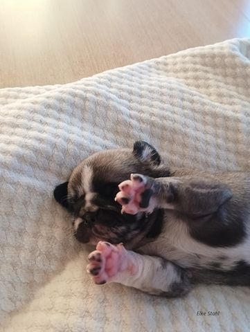 Altdeutsche Mopswelpen, frei atmend, mit Stammbaum