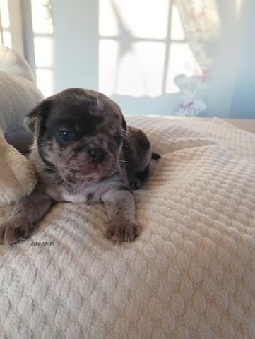 Altdeutsche Mopswelpen, frei atmend, mit Stammbaum