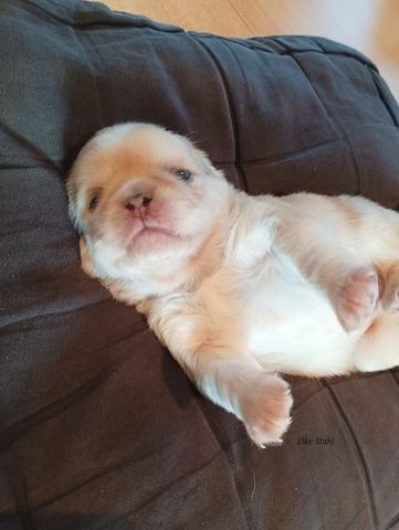 Altdeutsche Mopswelpen, frei atmend, mit Stammbaum