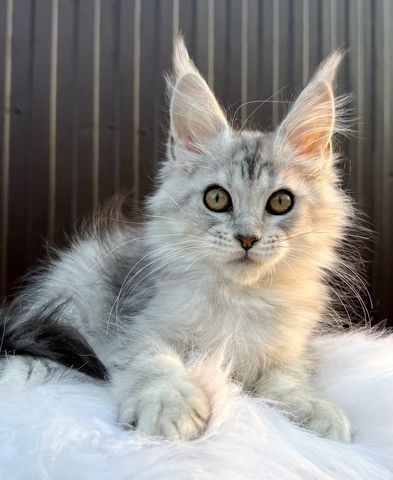 Wunderschöne kleine Maine Coon Kätzchen