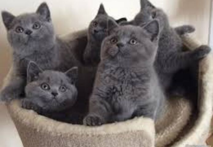 Wunderschönes Britisch Kurzhaar-Kätzchen