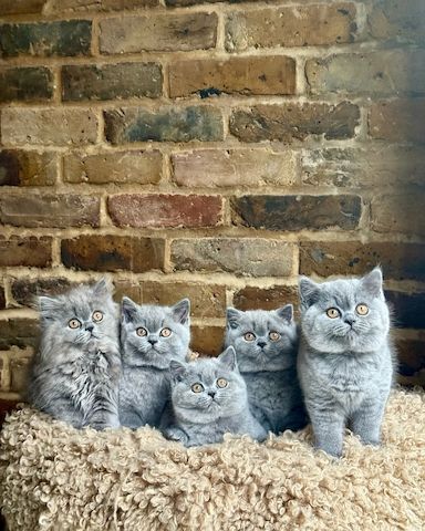 Wunderschönes Britisch Kurzhaar-Kätzchen