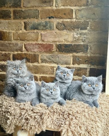 Wunderschönes Britisch Kurzhaar-Kätzchen