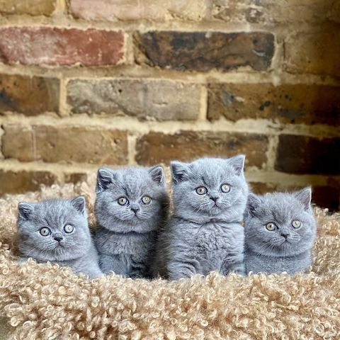 Wunderschönes Britisch Kurzhaar-Kätzchen