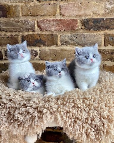 Freundliches Britisch Kurzhaar-Kätzchen