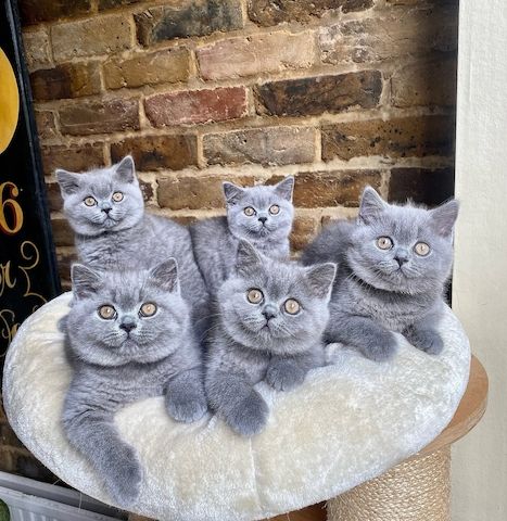 Blaues Britisch Kurzhaar-Kätzchen zu verkaufen